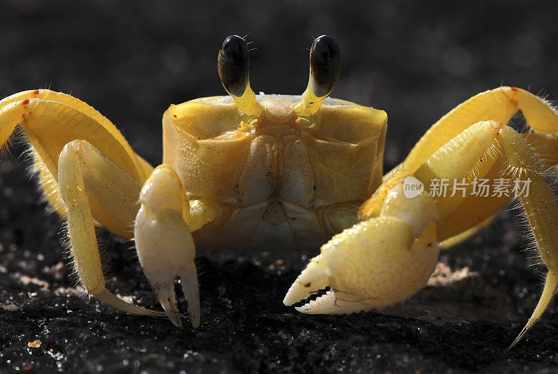蟹GuruçáOcypode quadrata) |西洋鬼蟹